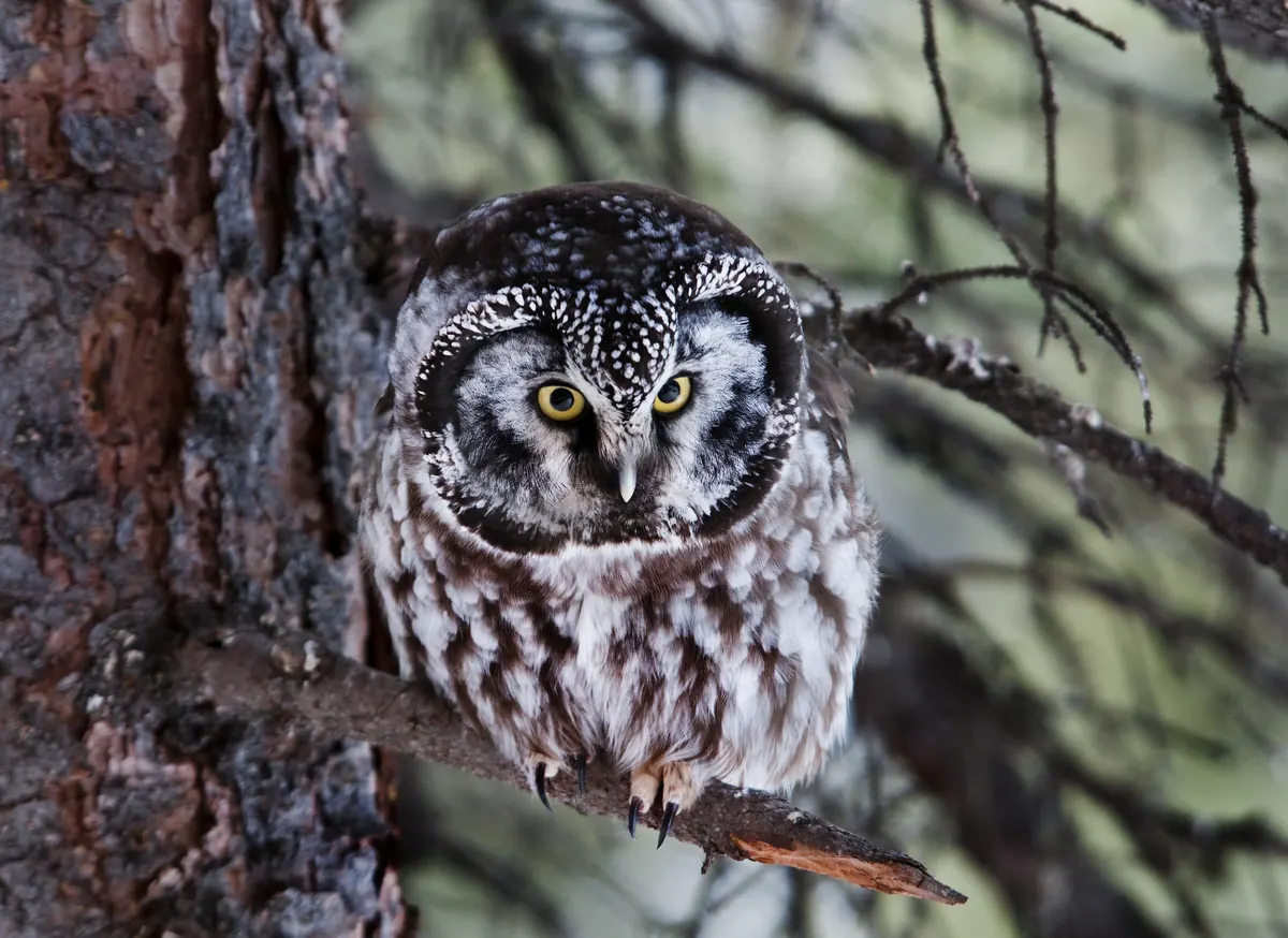 A small boreal owl with a pale face edged in black, yellow eyes and white-spotted brown plumage perched on a spruce branch