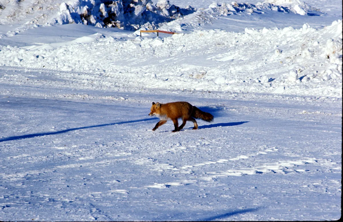 A red fox trotting across a wide, sunlit expanse of packed snow, casting a long blue shadow