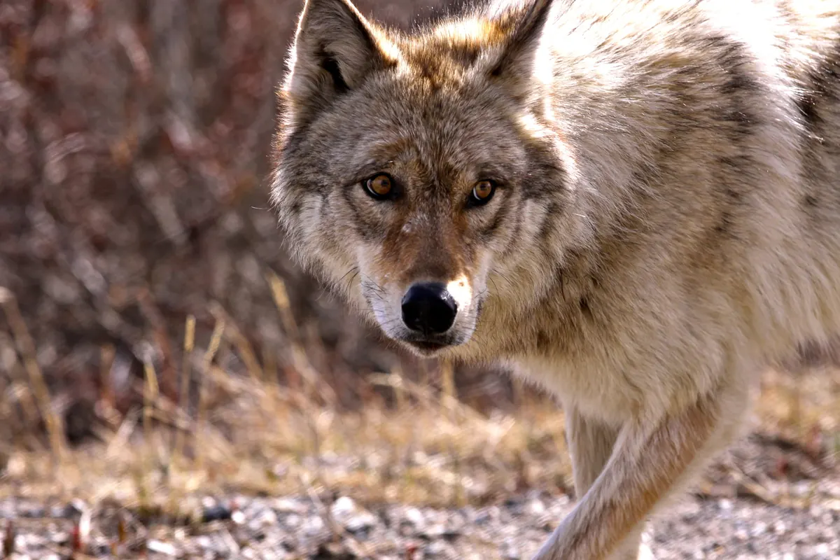 A gray wolf walking toward the camera on open ground