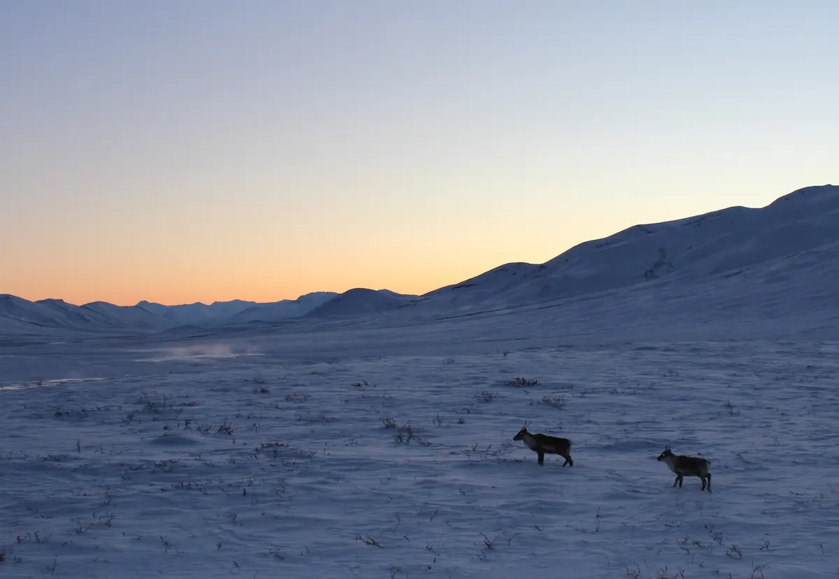 Two caribou crossing a wide, snow-covered mountain valley under a pale orange and blue twilight sky