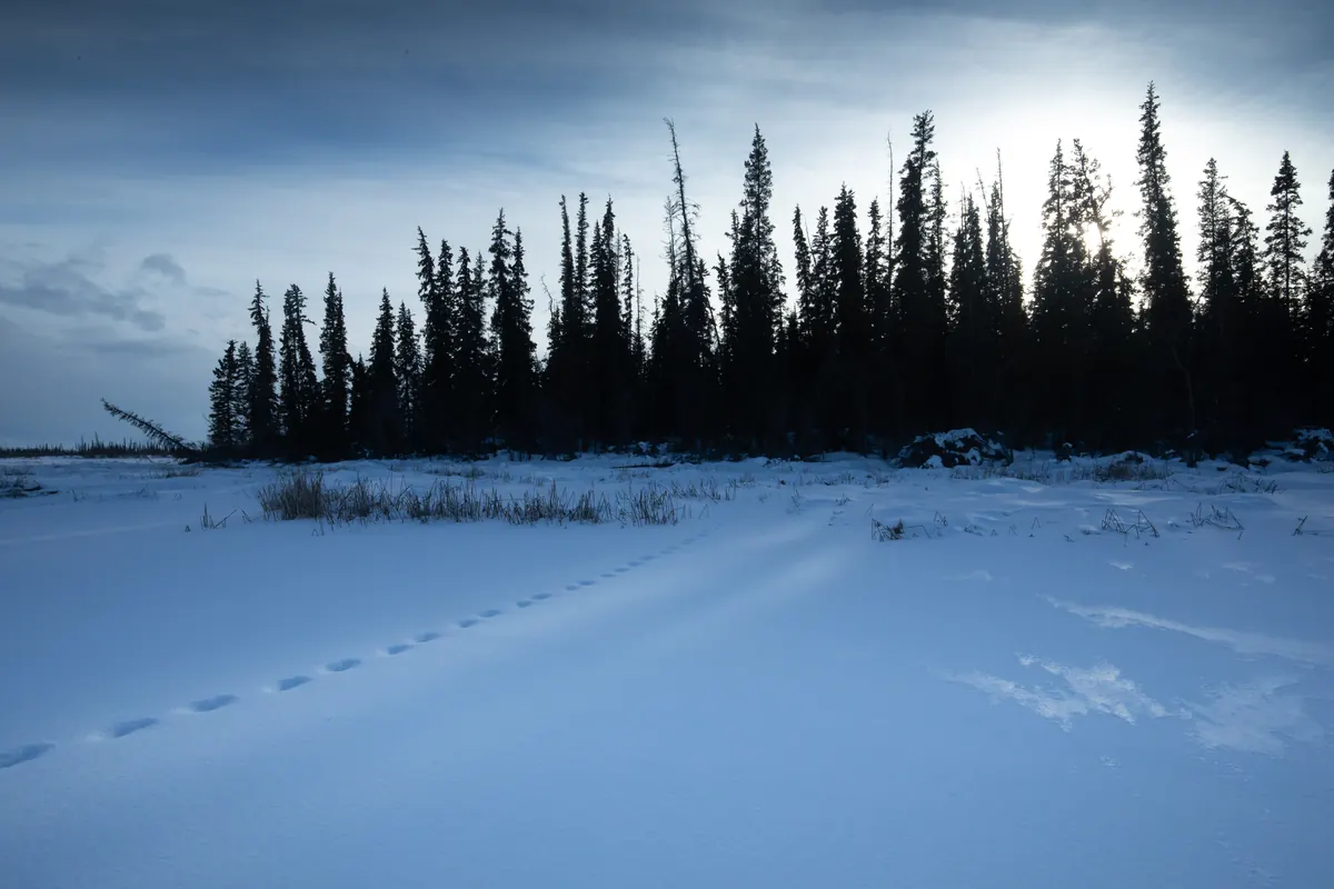 A line of snowshoe hare tracks crossing fresh snow toward a wall of spruce under a low sun