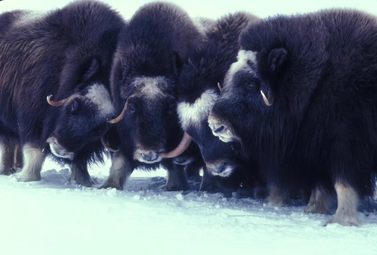 A tight row of shaggy dark brown muskoxen with curved horns standing shoulder to shoulder in snow