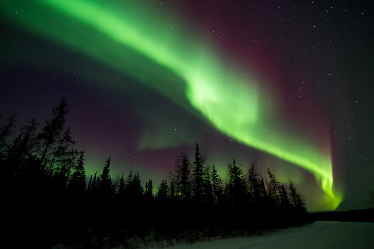 A wide green band of aurora with a purple fringe arching over the dark silhouettes of spruce trees beside a snowy clearing