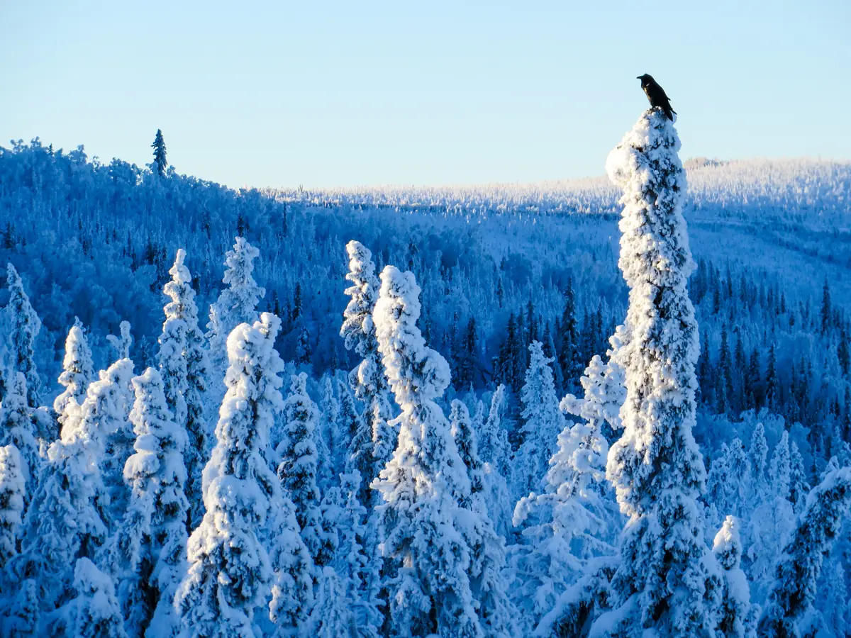 A raven perched on the tip of a frost-covered spruce above a snowy forest