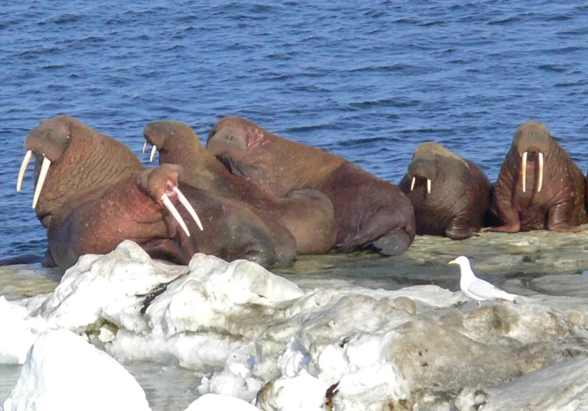 Five tusked walruses resting together on the edge of a floe of white sea ice beside dark blue water