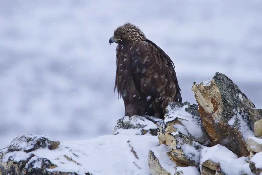 A golden eagle with ruffled brown feathers and a pale golden nape perched on snowy rocks in falling snow