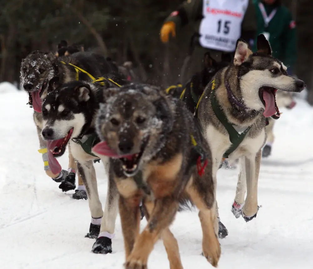 A sled dog team charging toward the camera on a snowy trail, tongues out, with a musher’s race bib behind