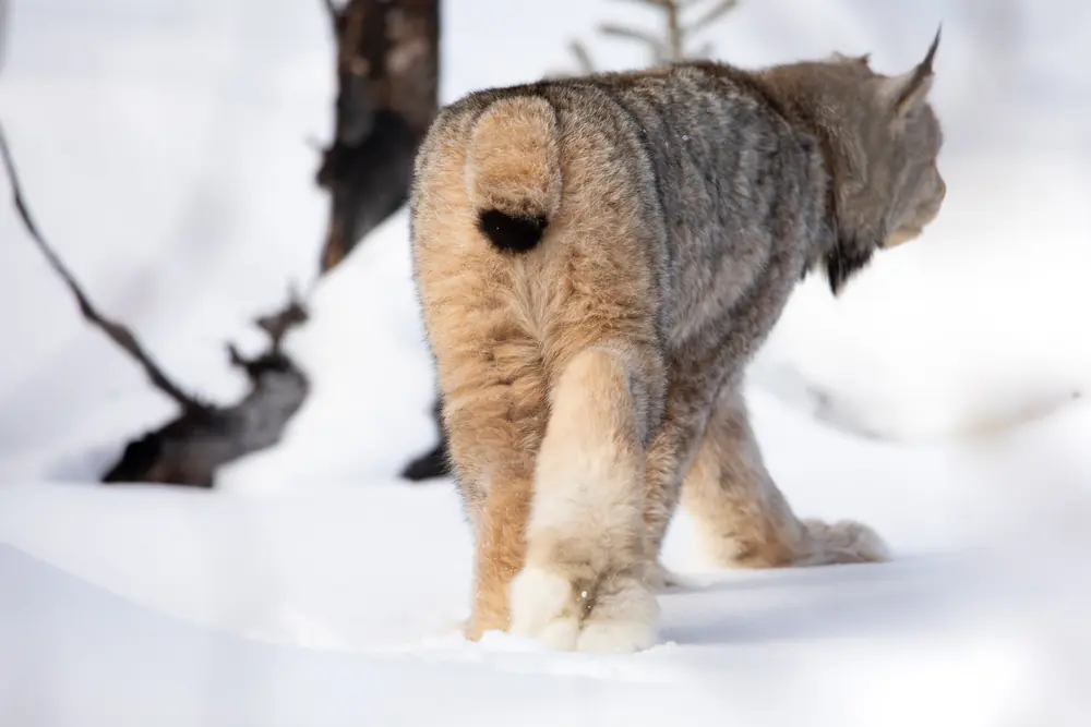 A Canada lynx seen from behind walking through deep snow, with huge furred hind feet and a black-tipped stub tail