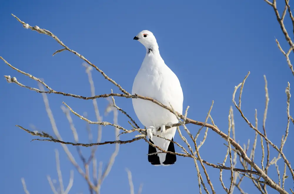 A white willow ptarmigan with a red eye comb perched on a bare willow branch against a deep blue sky