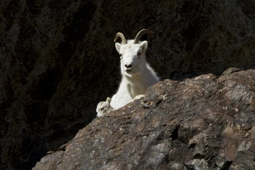 A Dall sheep ewe standing on a rocky slope beside a tiny white lamb