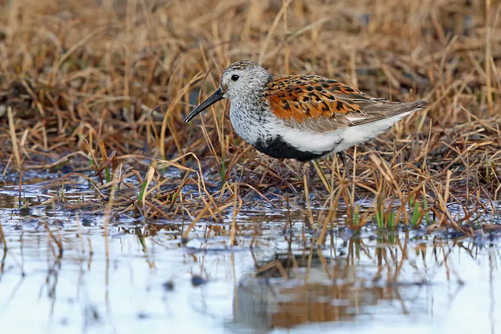 A small brown and gray shorebird with a long slightly curved bill standing on bare ground