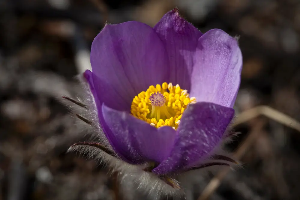 A pasqueflower with furry stems and purple cup-shaped petals among dry grass