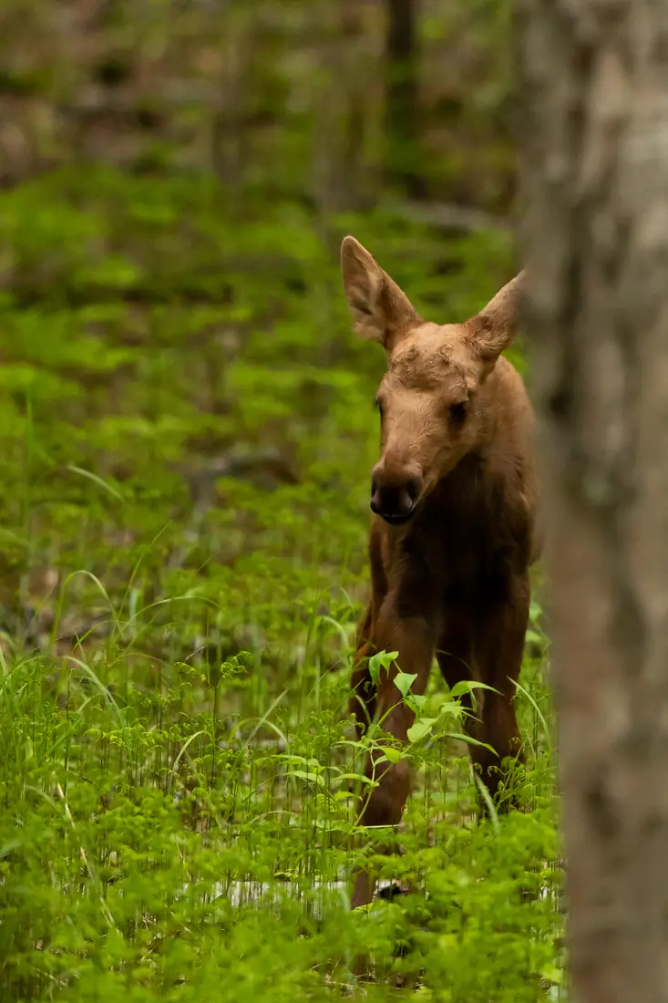 A young brown moose calf with long legs standing in green and brown vegetation