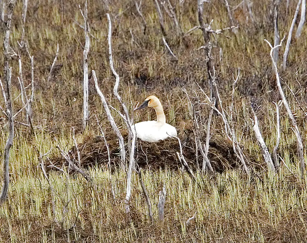 A trumpeter swan sitting on a large nest mound of plant material at the edge of a pond