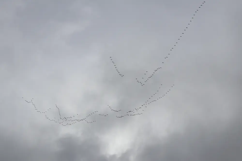 A long ragged line of sandhill cranes flying low over a brown, snow-patched Alaska landscape