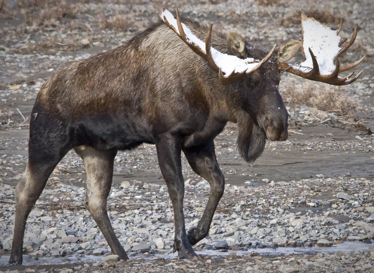 A bull moose with broad antlers dusted with snow walking across a gravel river bar