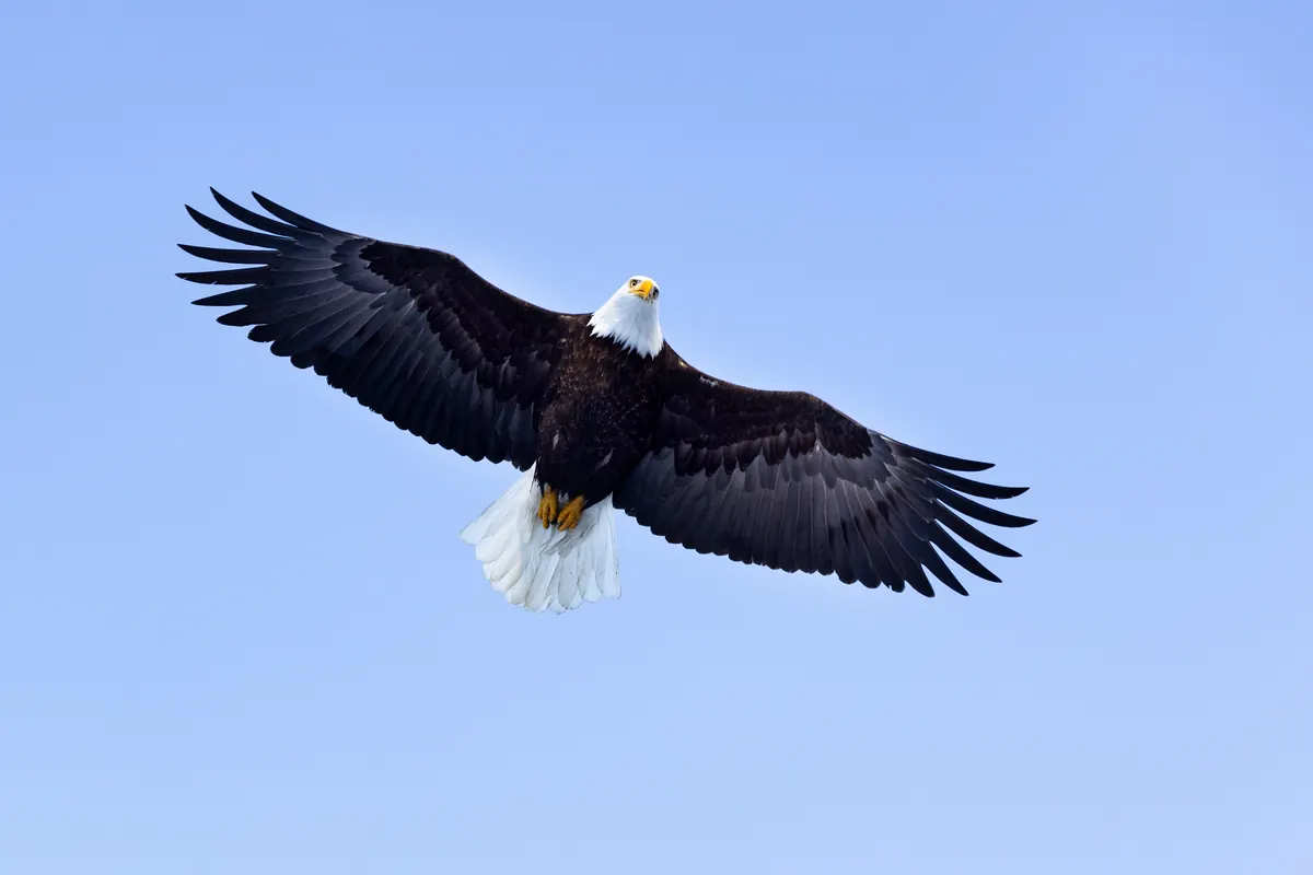 An adult bald eagle soaring with wings fully spread against a pale blue sky