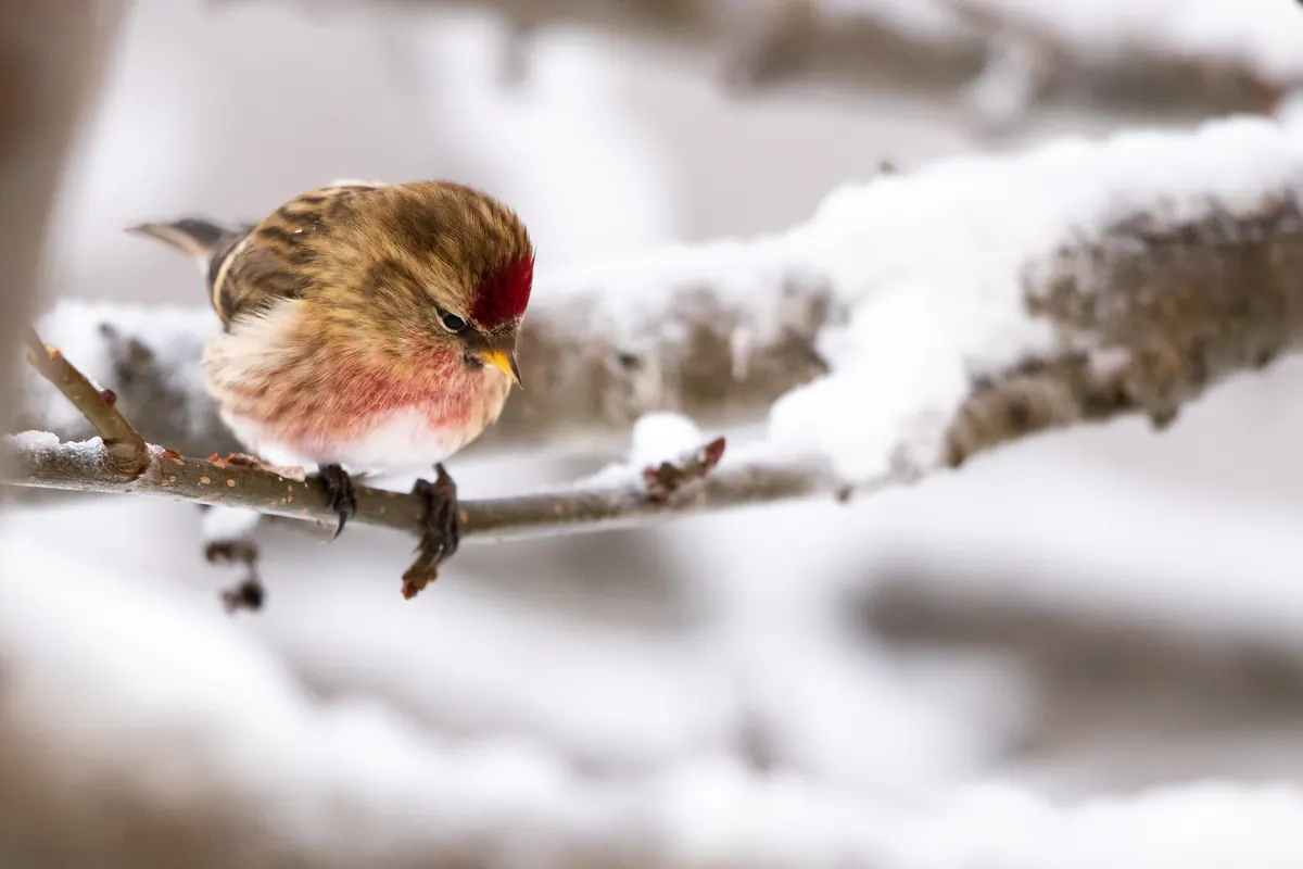 A small streaky brown finch with a red cap perched on a snow-covered branch