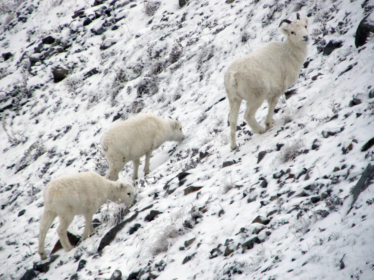 Three white Dall sheep picking their way across a steep, snow-covered rocky slope