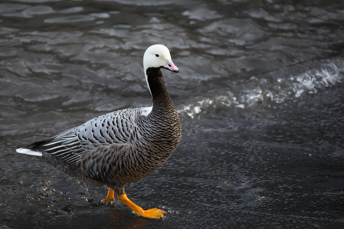 An emperor goose with a white head and scaled blue-gray body standing on a rocky shore