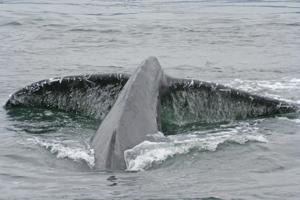 The tail of a humpback whale rising out of gray water as the whale dives