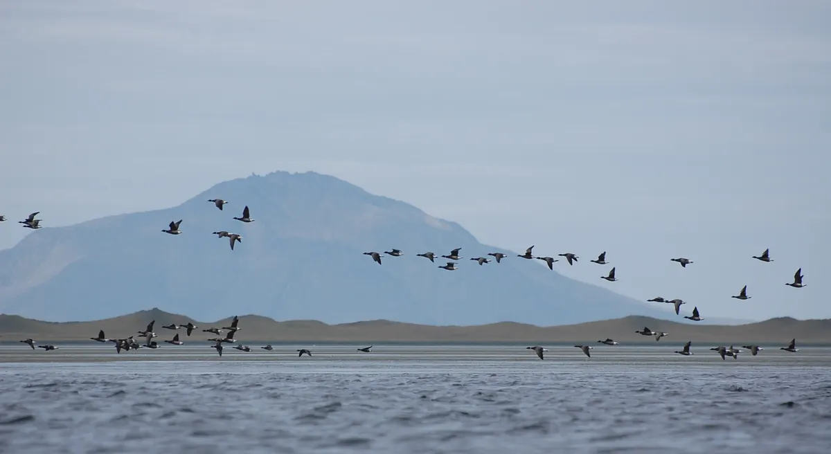 Pacific black brant, small dark geese, at Izembek Lagoon on the Alaska Peninsula