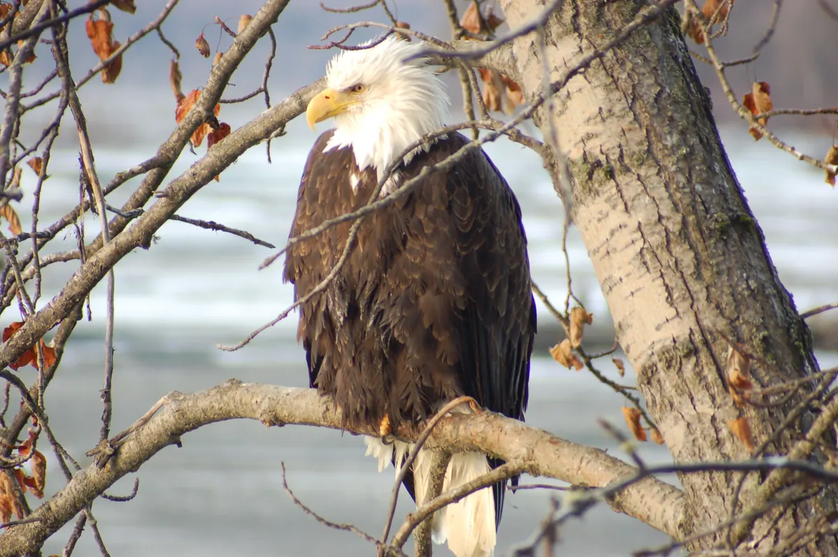 An adult bald eagle perched in a tree, lit by morning sunlight
