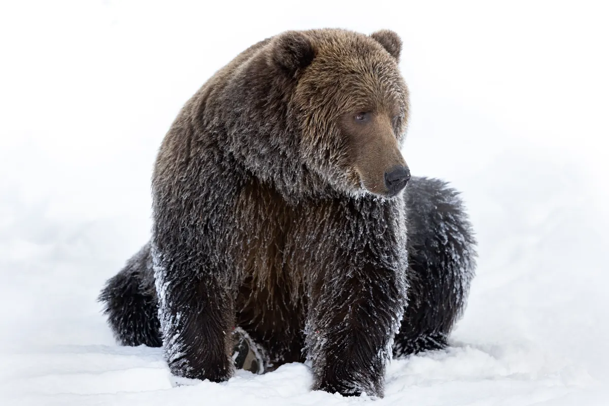 A female Kodiak brown bear in winter snow along a river