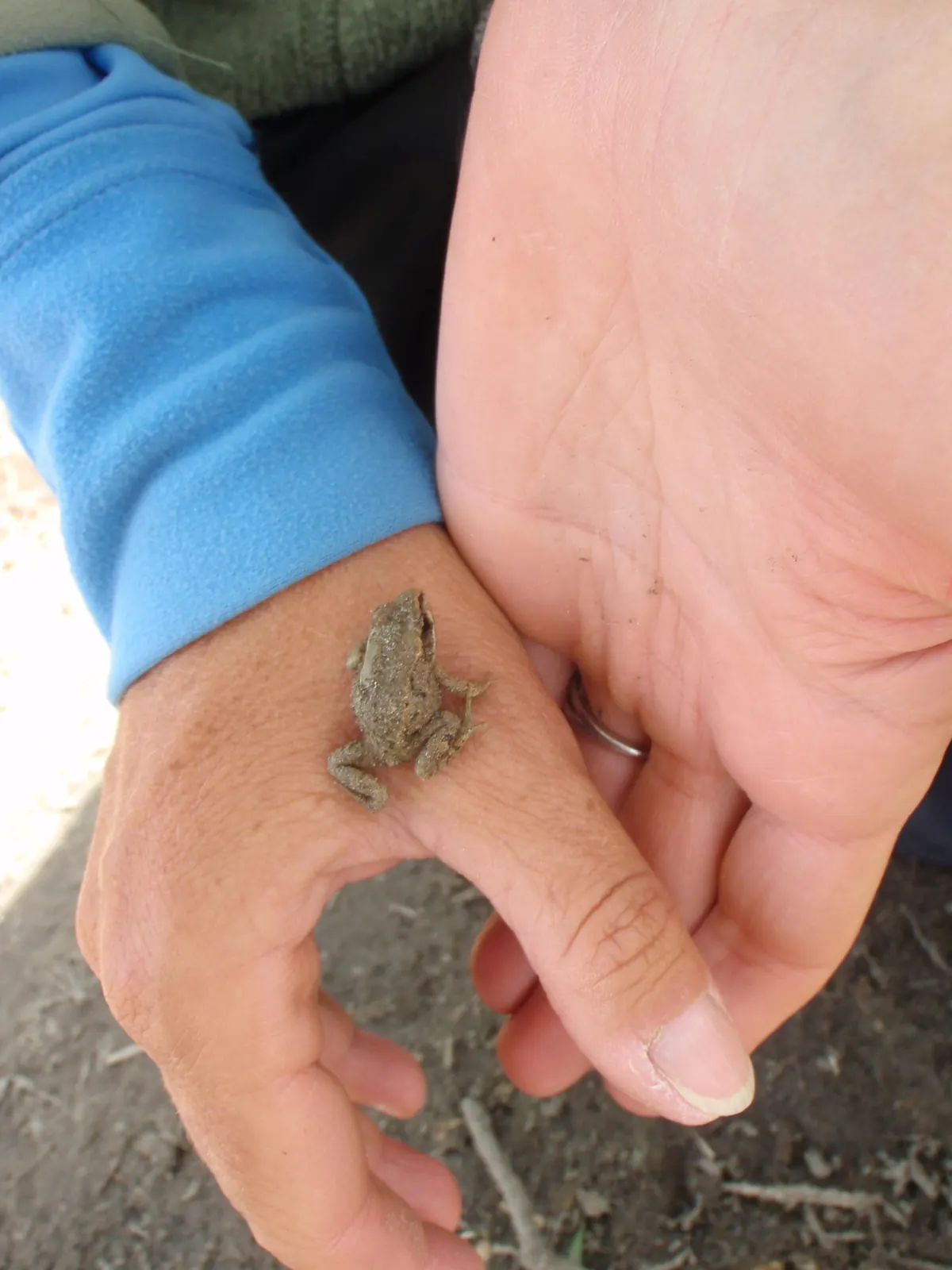 A small gray-green wood frog sitting on the palm of a person’s hand