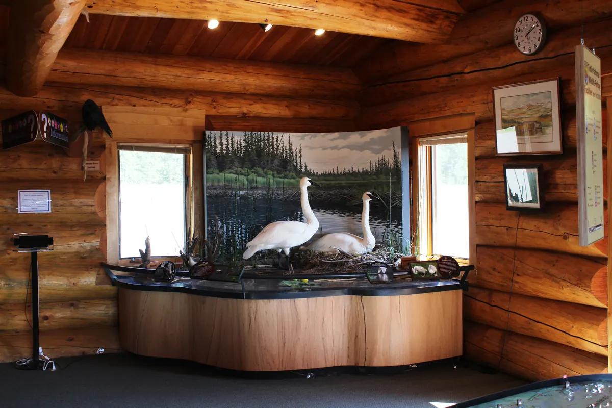 White trumpeter swans displaying on a lake