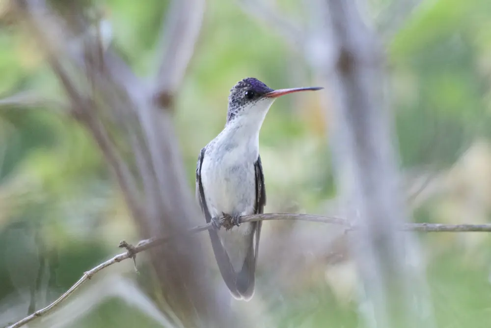 A Violet-crowned Hummingbird with a white breast, dark violet crown and red bill perched on a thin twig
