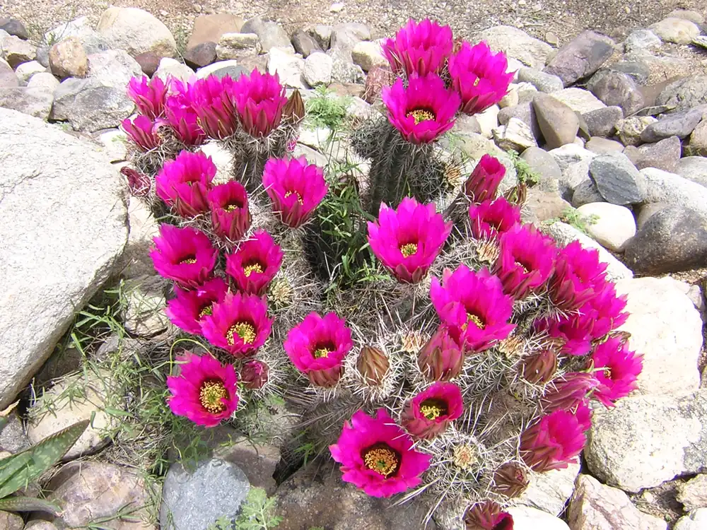 A strawberry hedgehog cactus covered in magenta flowers on a sunny Sonoran Desert hillside