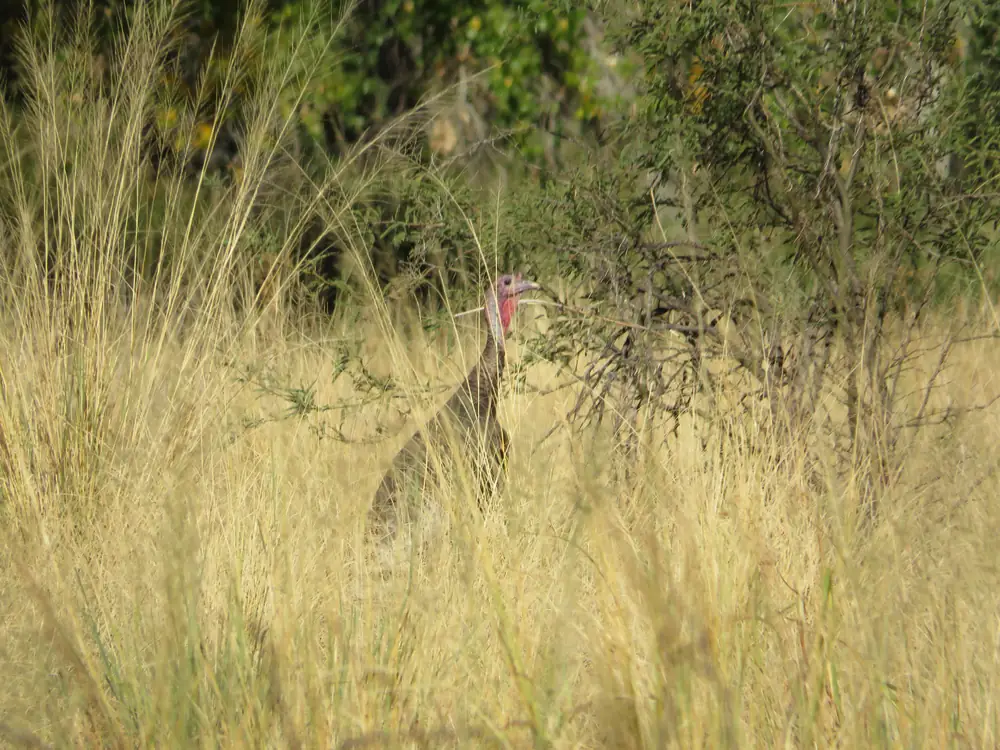 A Gould’s turkey standing in tall golden grass at the edge of a stream corridor
