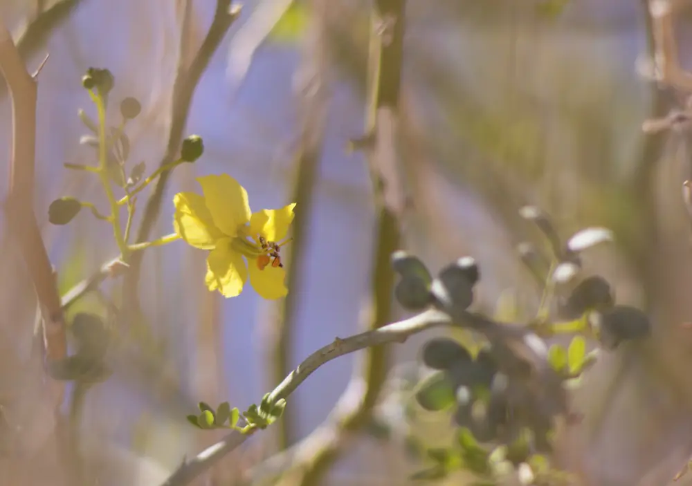 Clusters of yellow blue palo verde flowers with green twigs and leaves