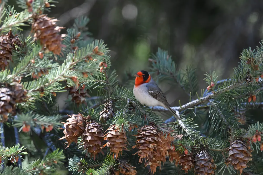 A Red-faced Warbler with a red face and black cap perched among cones on a conifer branch