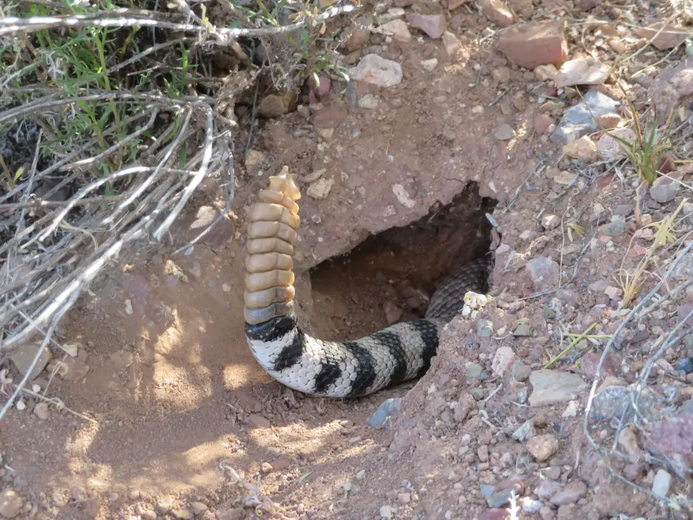 A western diamondback rattlesnake with diamond-shaped markings coiled at the entrance to a rocky hole