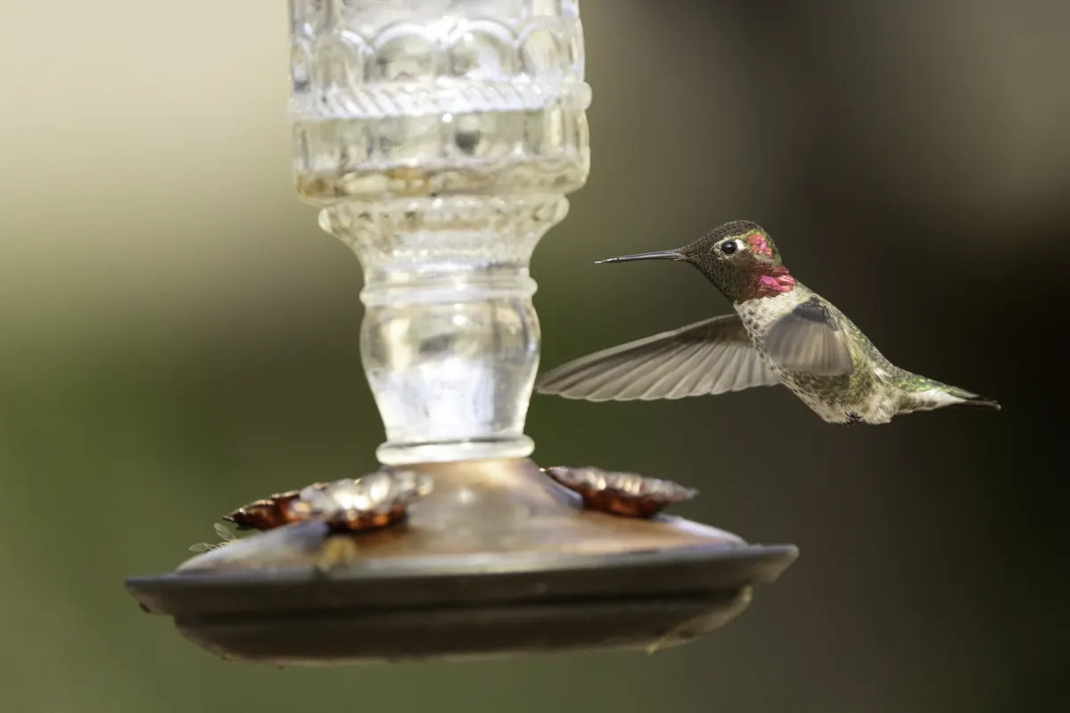 A male Anna’s hummingbird with a rose-red throat hovering beside a glass hummingbird feeder, wings spread.