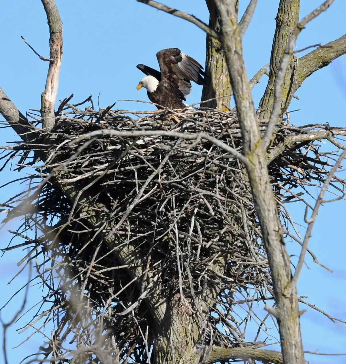 An adult bald eagle with a white head and dark wings half raised, standing on a huge stick nest in the fork of a bare tree under a blue sky.