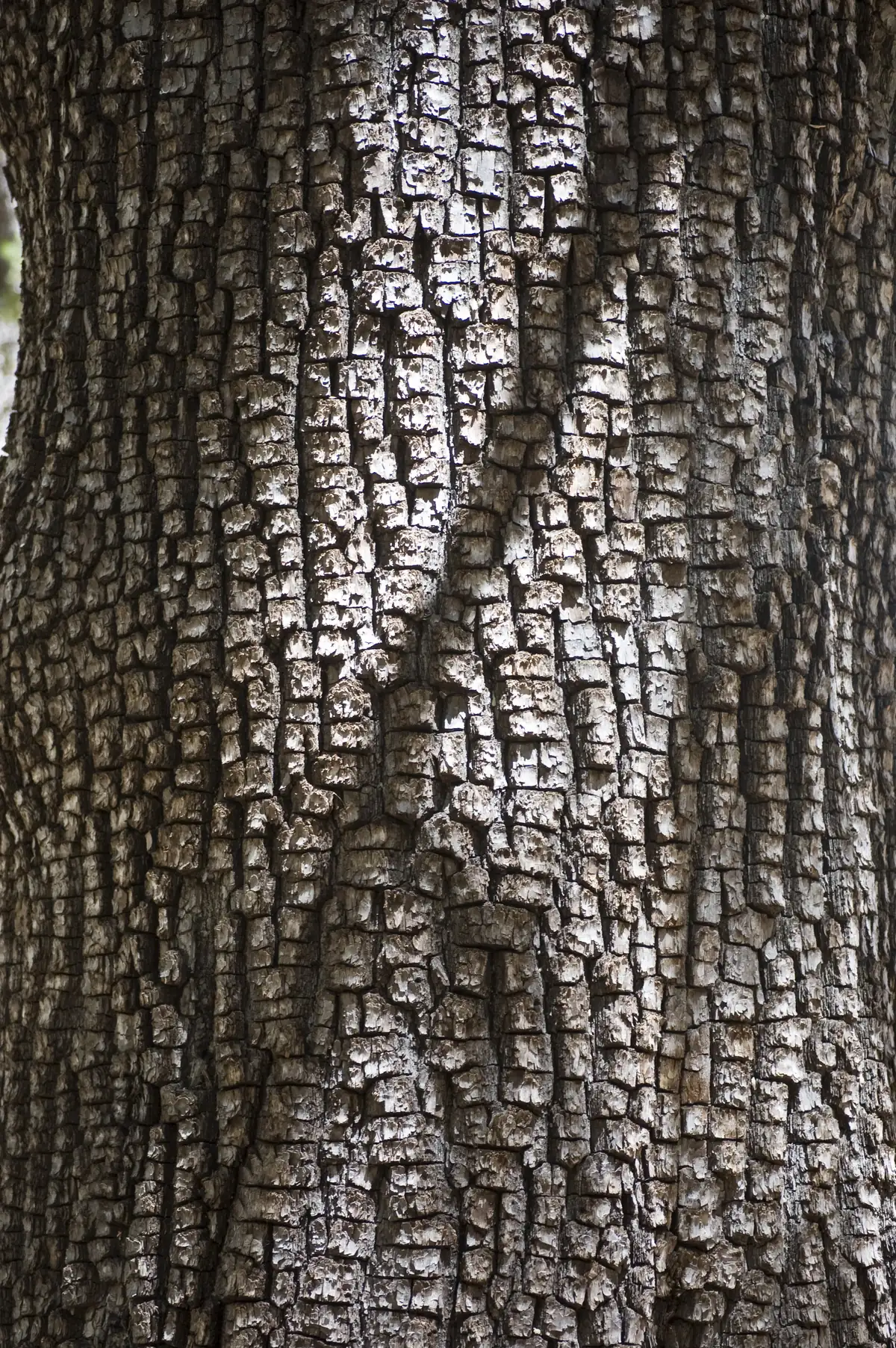 Close view of a gray tree trunk whose thick bark is broken into small square plates like an alligator’s hide.