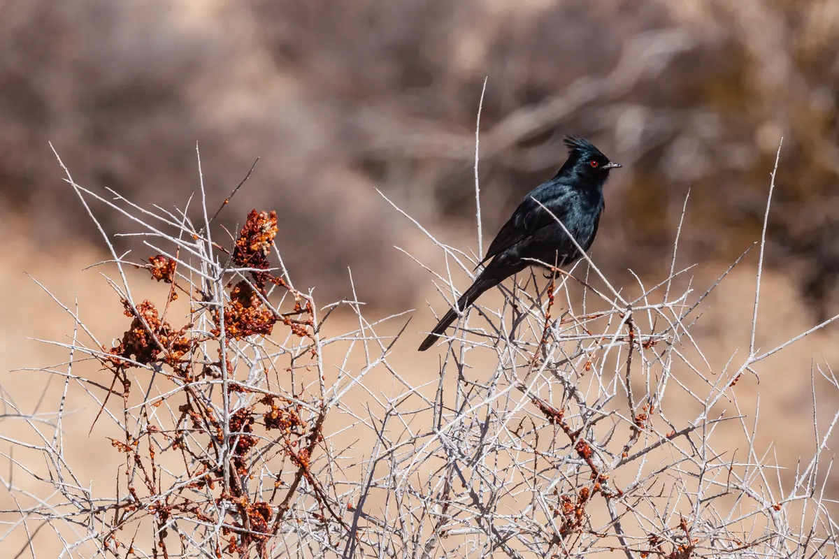 A glossy black, crested male phainopepla with a red eye perched on top of a leafless, thorny desert shrub against a pale winter background.