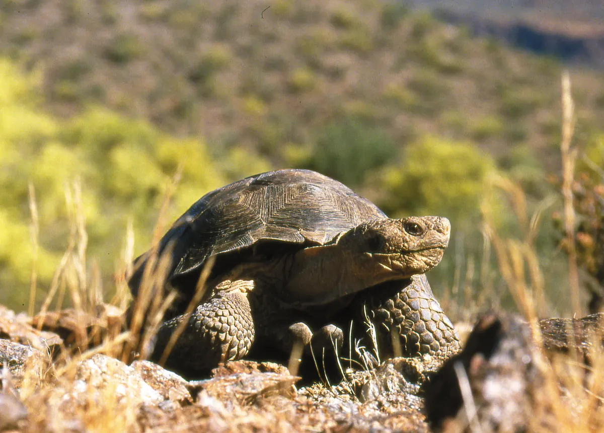 A Sonoran desert tortoise with a domed brown shell resting among rocks and dry grass on a sunlit desert hillside.