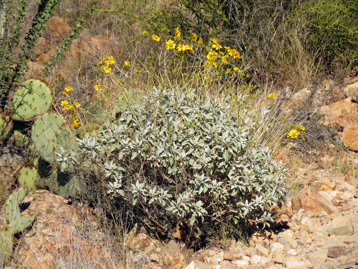 A rounded gray-leaved brittlebush with yellow daisy-like flowers beside a prickly pear on a rocky slope
