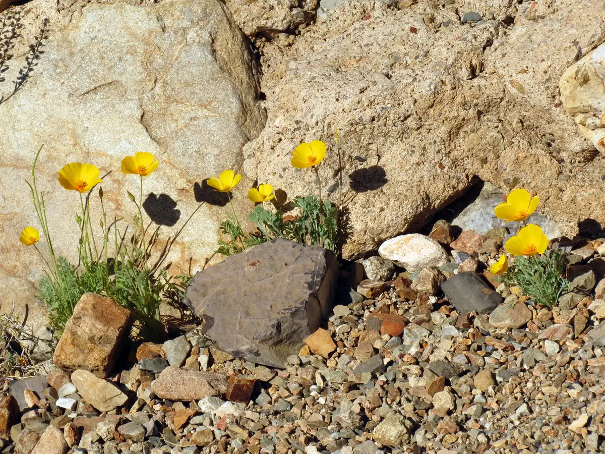 A small clump of orange-gold poppies with feathery gray-green leaves growing among rocks and gravel on a sunny desert slope