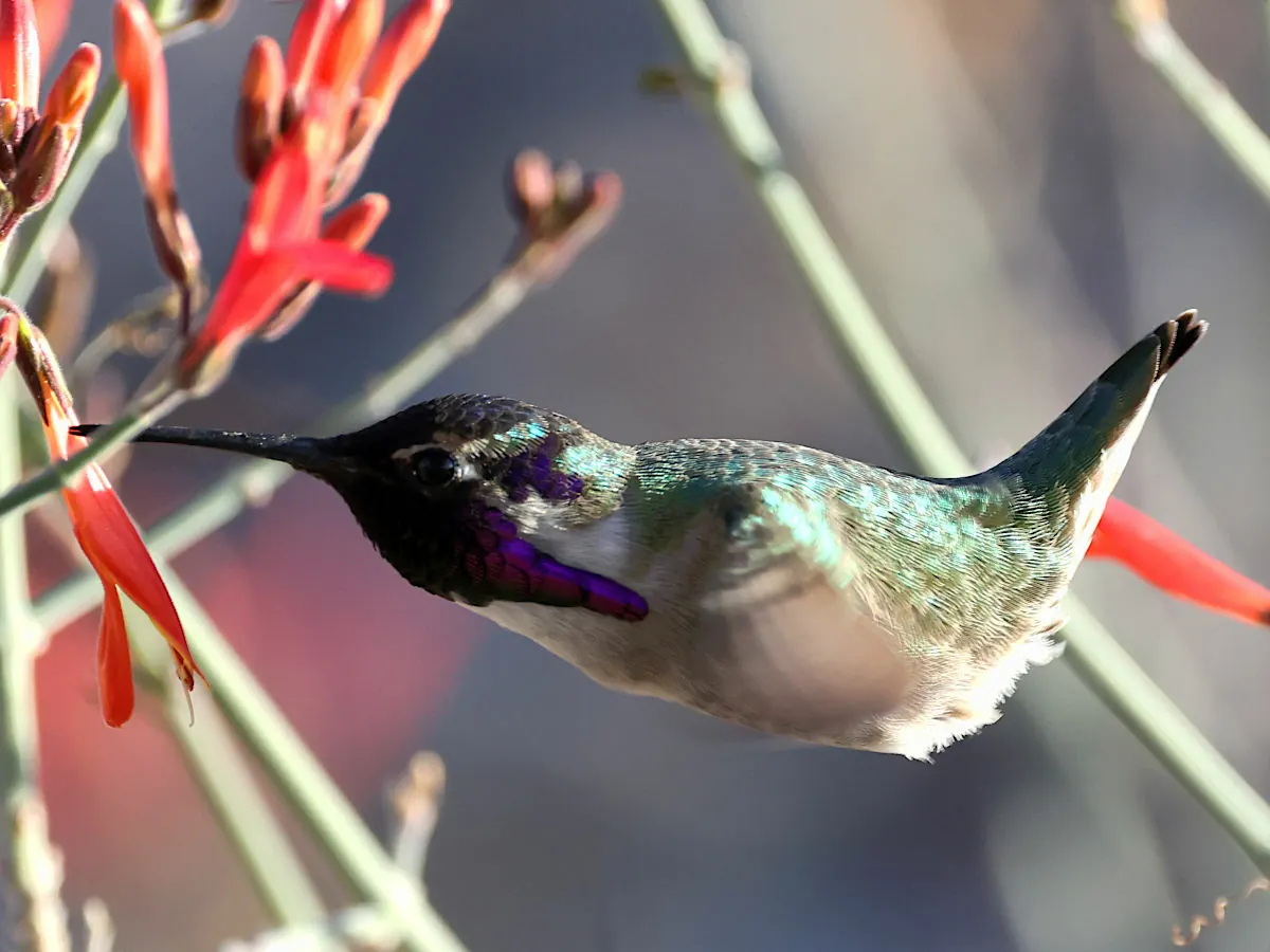 A male Costa's hummingbird with a flared violet gorget hovering at red tubular flowers
