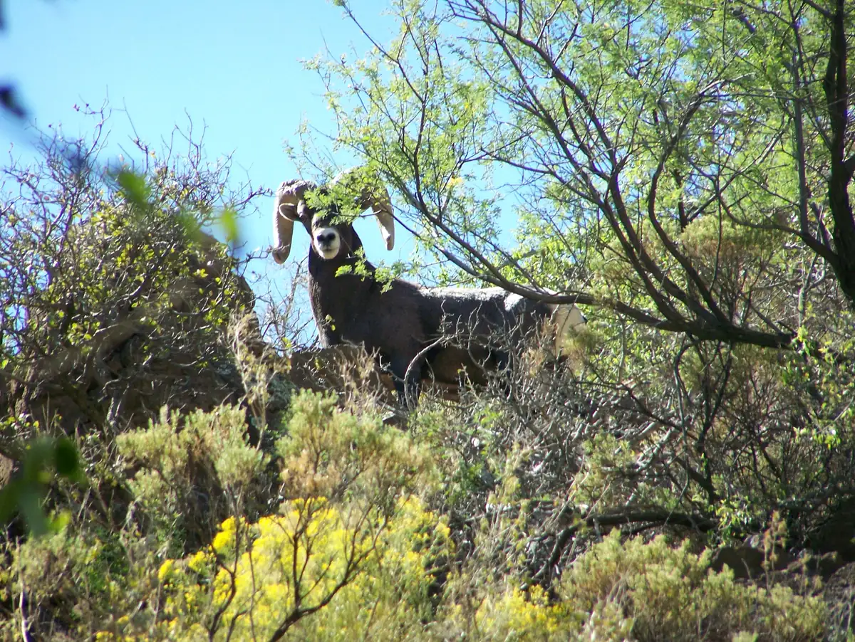 A desert bighorn ram with heavy curled horns standing among desert shrubs and yellow-flowering brittlebush below a leafless tree