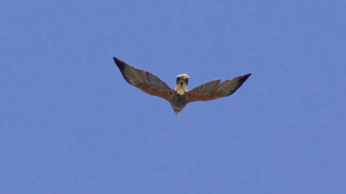 A Harris’s hawk soaring overhead with wings spread wide against a clear blue sky, showing chestnut wing linings and a white-tipped tail