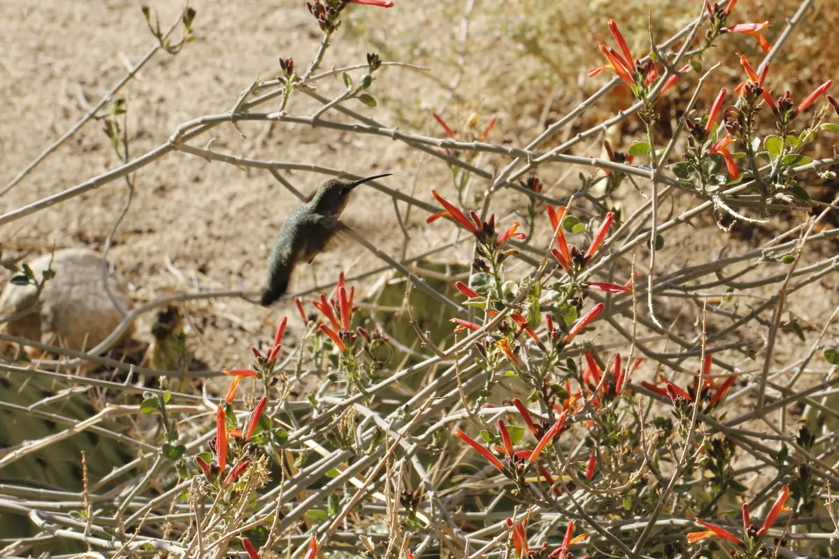 A hummingbird hovering among the leafless gray stems of a chuparosa shrub covered in narrow red tubular flowers