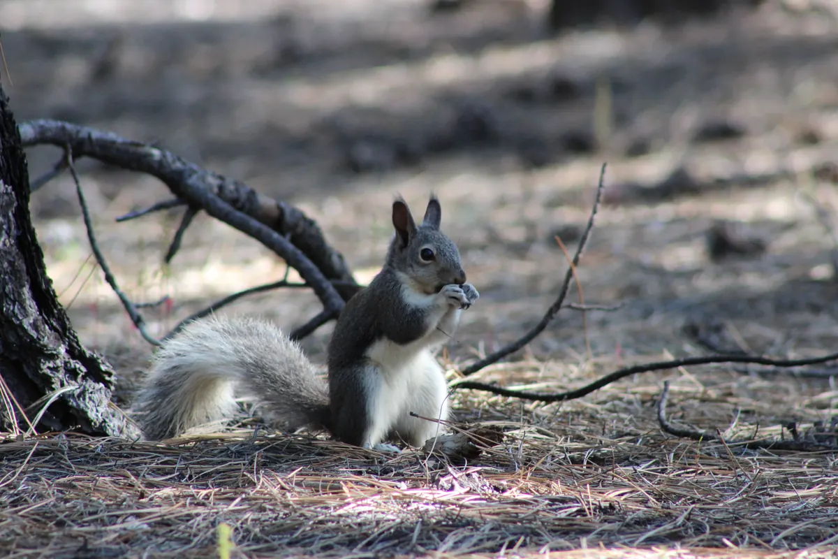 A gray tassel-eared squirrel with a white belly and tufted ears sitting on pine needles and holding food