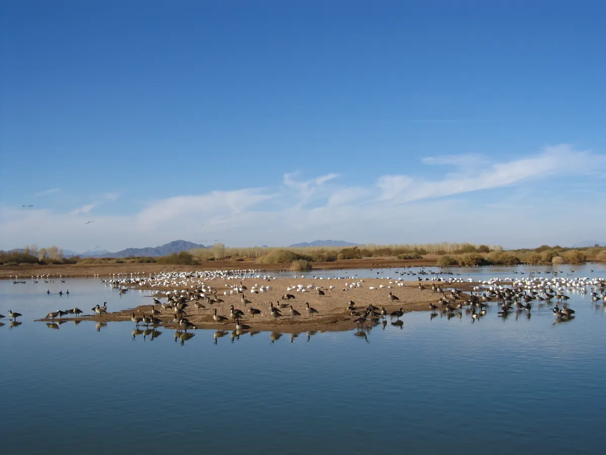 Hundreds of Canada geese and snow geese resting on a sandbar in a blue lake with desert mountains behind