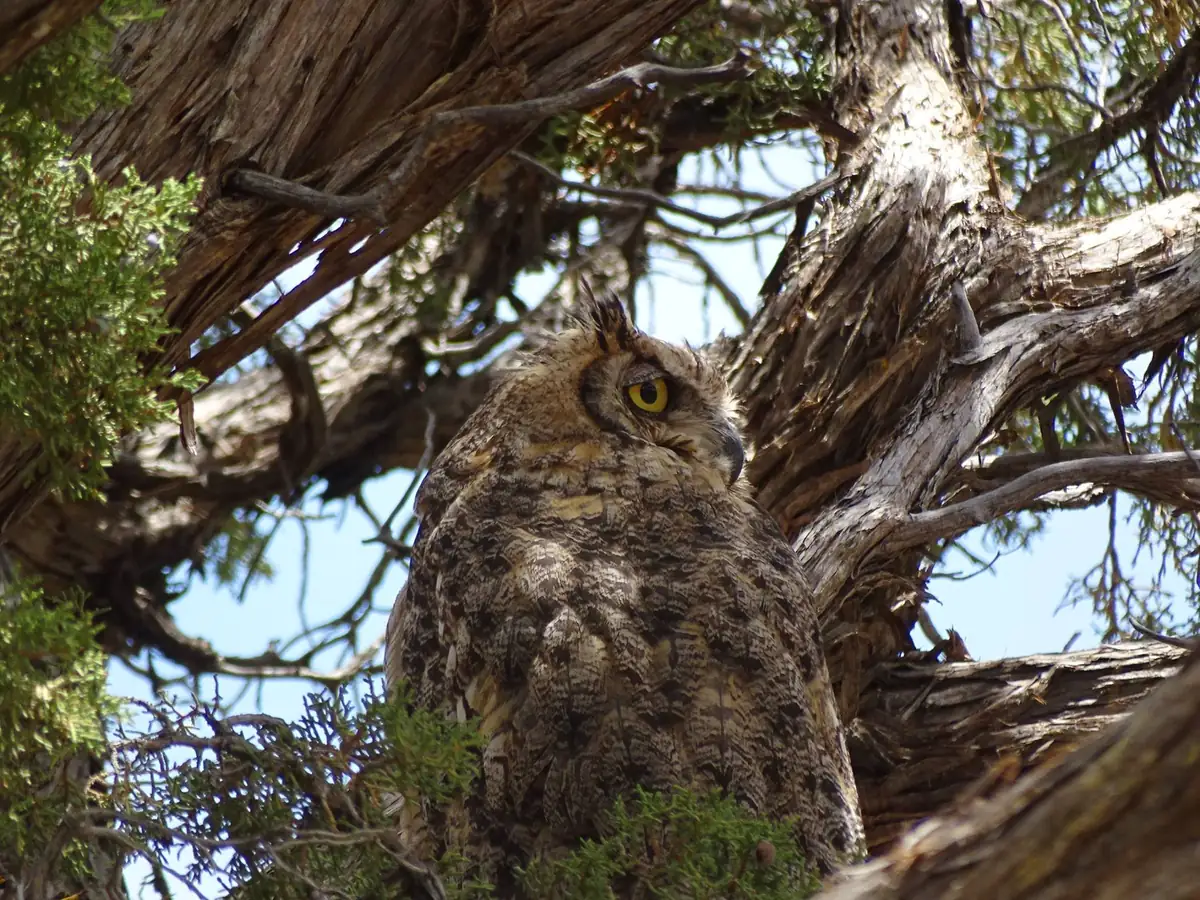 A great horned owl with yellow eyes perched among the shaggy branches of a juniper